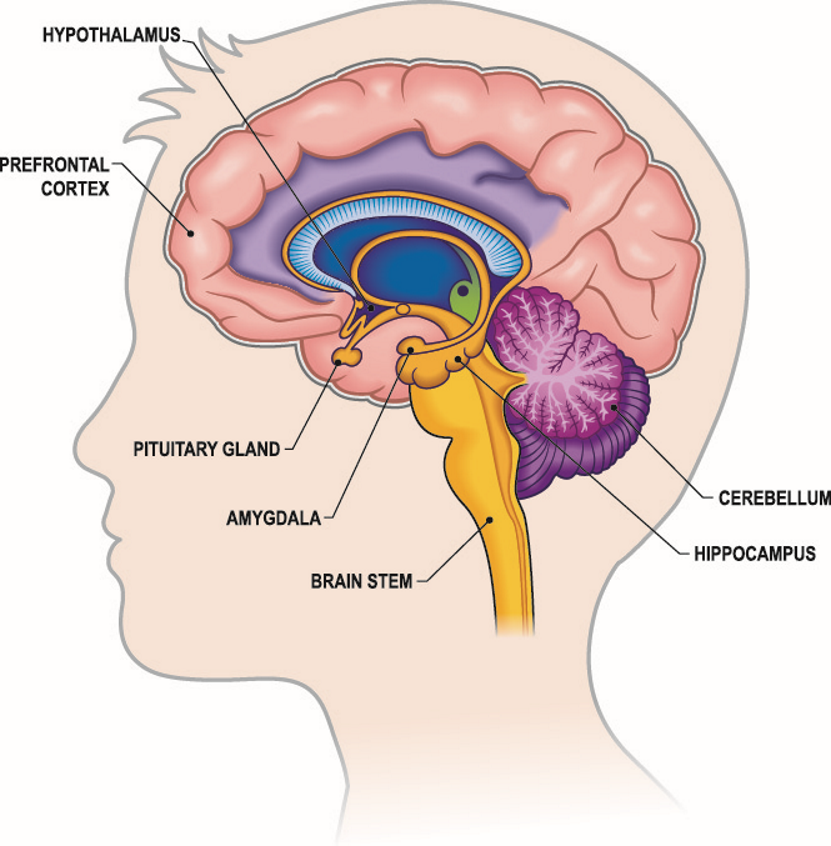 limbic