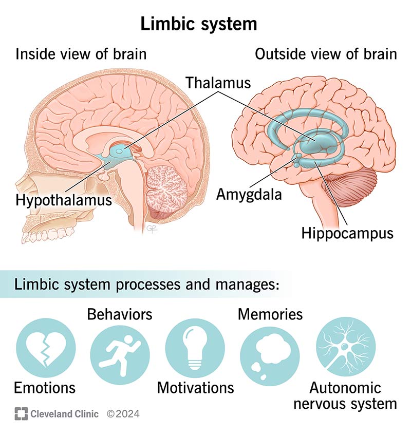 limbicSystem